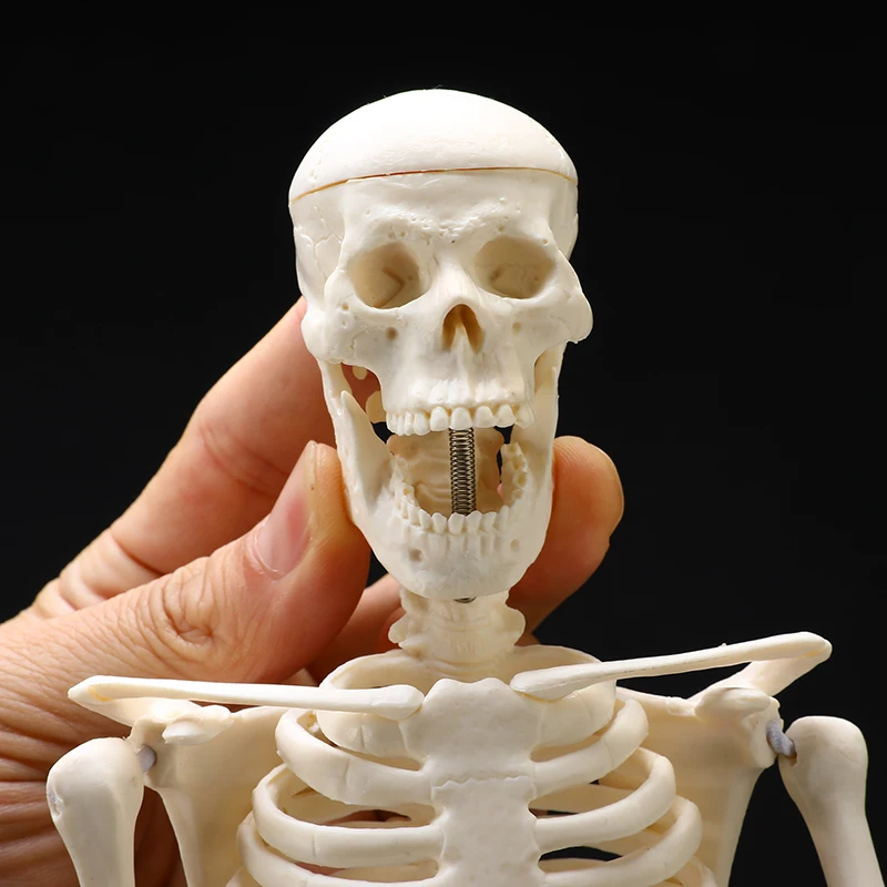 Анатомическая Анатомия человека медицинская модель скелета оптом и в розницу плакат медицинская помощь Анатомия скелета человека модель 45 см