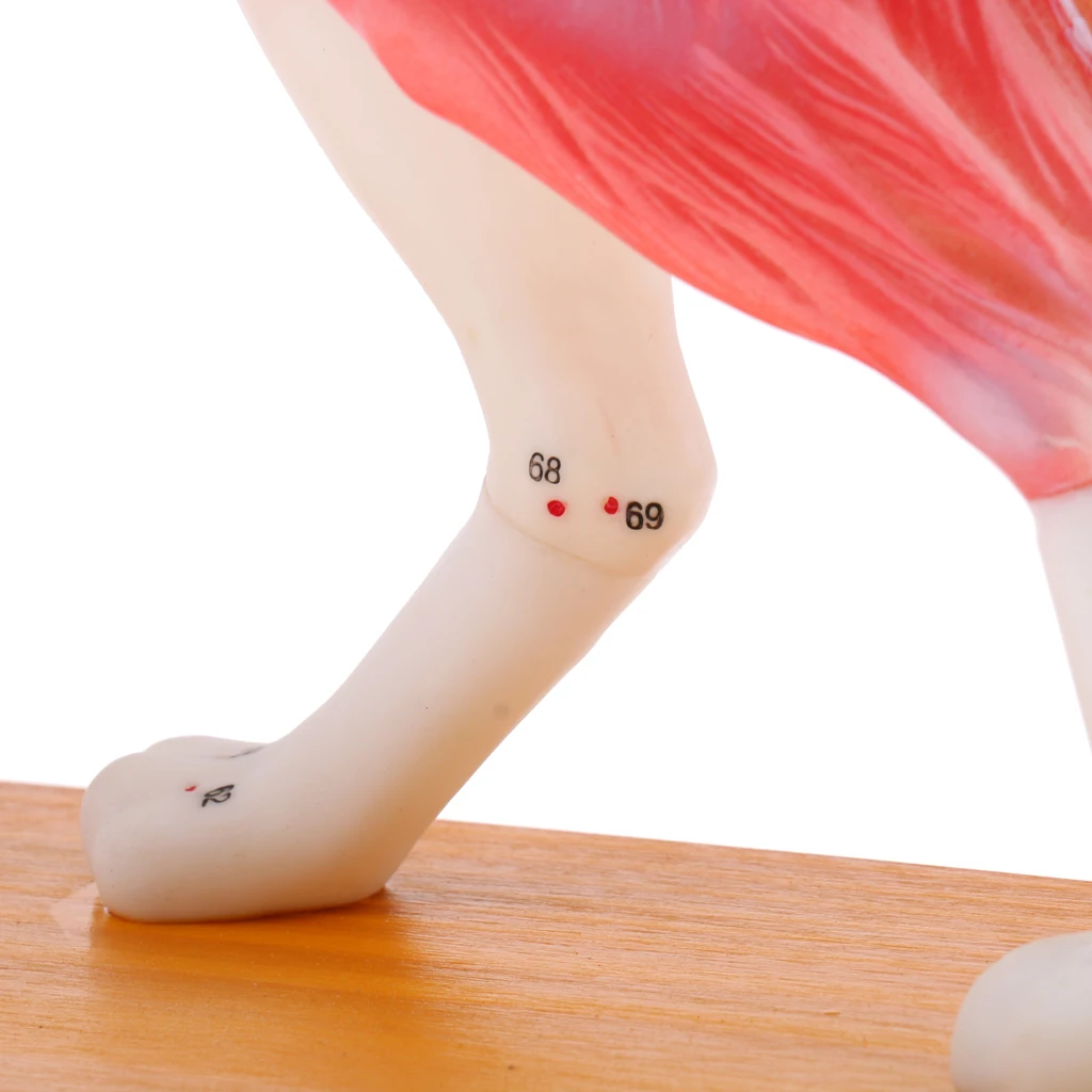 Dog Canine & Cat Feline Acupuncture Model Anatomical Medical Anatomy School Teaching Tool