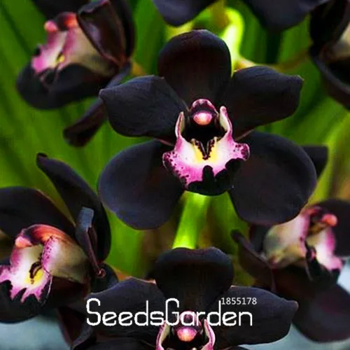 

New Bonsai 2018!100 PCS/Pack Unique Black Cymbidium Faberi Flower Plantas Garden Flowering Plants Orchid Flores,#M93UKN