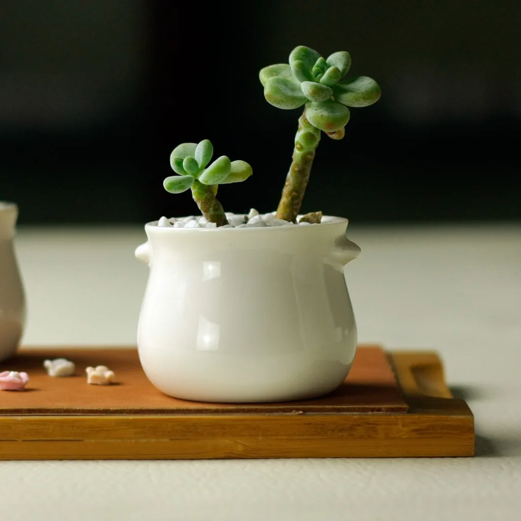 

5.5cmx6.5cmx4.8cm Creative simple white mini meaty round ceramic pot belly ears small cylinder pots free shipping