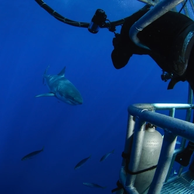 Photographer taking a picture of a great white shark Poster Print (34 x 23)