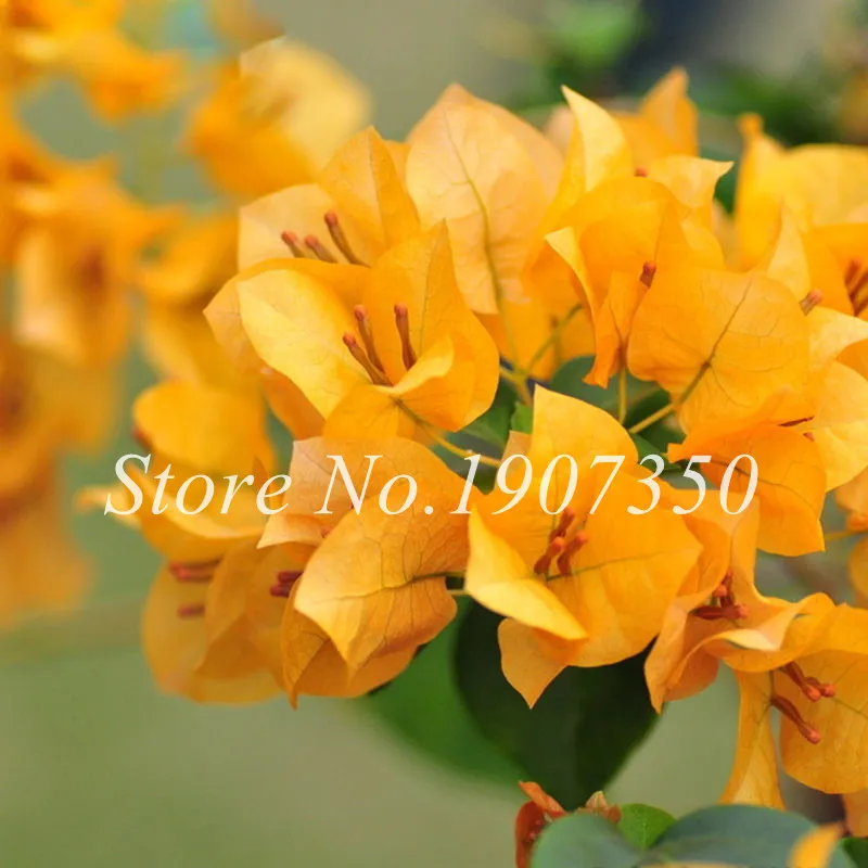 

Promotion! 100 Pieces/Lot Colorful Bougainvillea Purification Air Bonsai Plant Flower flores Creepers Bougainvillea plant