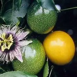 10 свежий тайский Желтый маракуйи PASSIFLORA FLAVICARPUS сладкий тропический