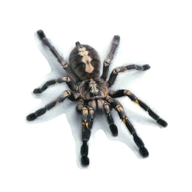 3D PVC Car Sticker Lizard Scorpion Spider Car Body Window Sticker Decal Car Styling Black Spider