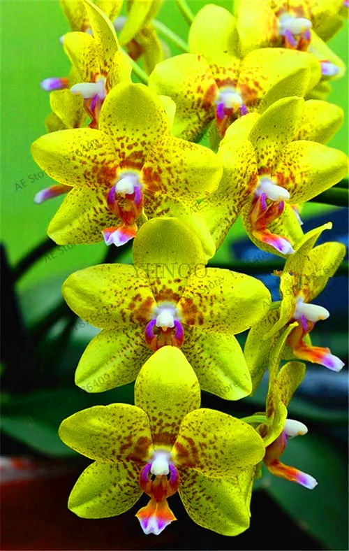 Свежий 100 шт цимбидиевая Орхидея, Цимбидиум Флорес, бонсай цветочные плантации, 22 цвета на выбор, растения для домашнего сада,# 99VJ8T - Цвет: 9