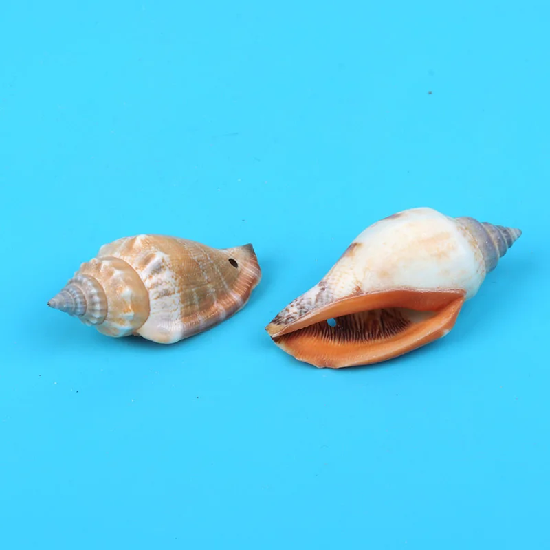

Punching natural conch ear pendant shell coral aquarium decoration Handmade bracelet DIY accessories 10pcs