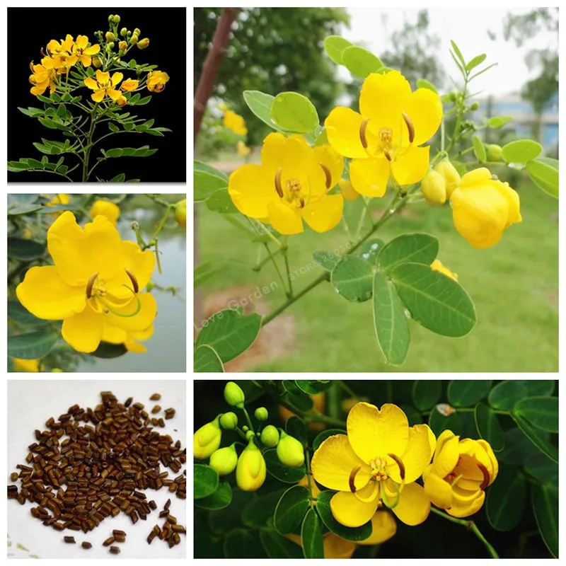 

20 Pcs/Bag Herb Cassia Bonsai Catsia Tora Linn Chinese Herb Bonsai Flower DIY Home Garden Easy To Grow