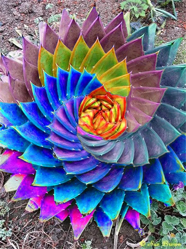 Rare Color Aloe Bonsai Succulent Plants Mini Garden Planting Edible