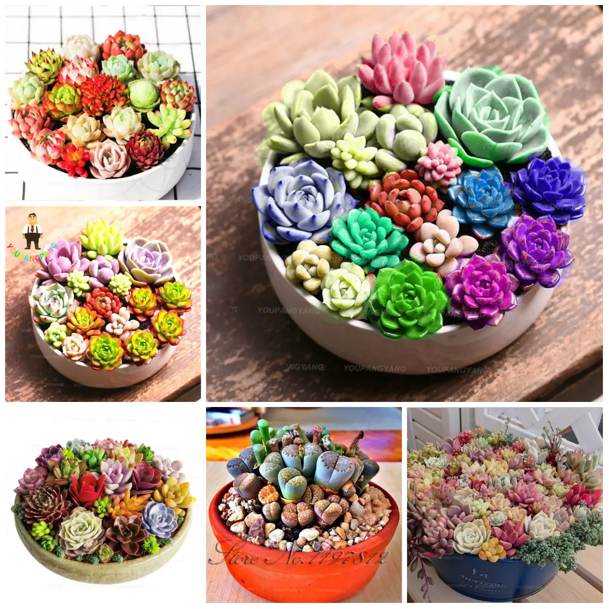 

100 pcs rare succulents bonsai plants mix lithops flores cactus garden plants earsy to grow flower