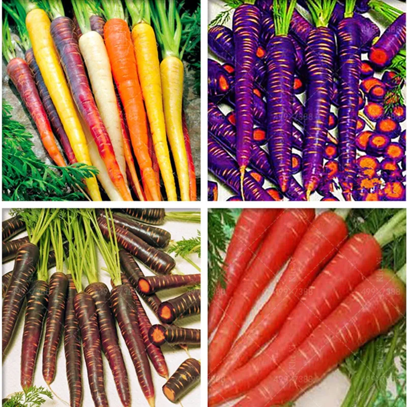

100 Pcs Mexico Rainbow Carrot Bonsai Rare Edible Vegetable Plants Nutrition Organic Heirloom Colorful Radish NON-GMO Yard Garden