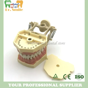 

1 Piece SF Type Dental Teeth Study Model Screw Fixed Teeth Model, Soft Gum & DP