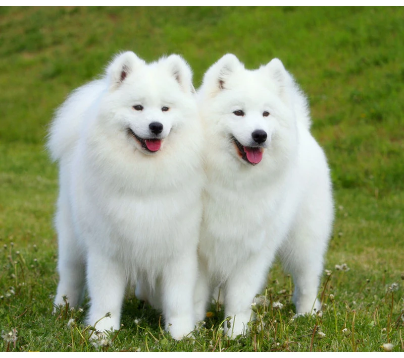 Needlework Diy Diamond Embroidery White Dog Animal Series Diamond Painting Cross Stitch Full Square Stone Kit Home Decor