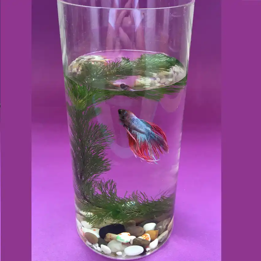 Free Shipping New Product Acrylic Fish Bowls Plastic Plexiglass acrylic fish bowls plastic plexiglass