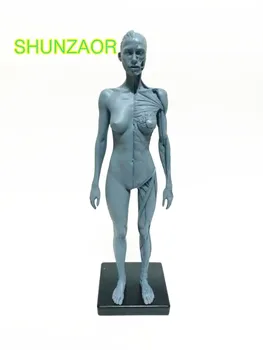 

30cm Human Female Model Anatomy Skull Head Muscle Bone Medical Artist Drawing skeleton for sale
