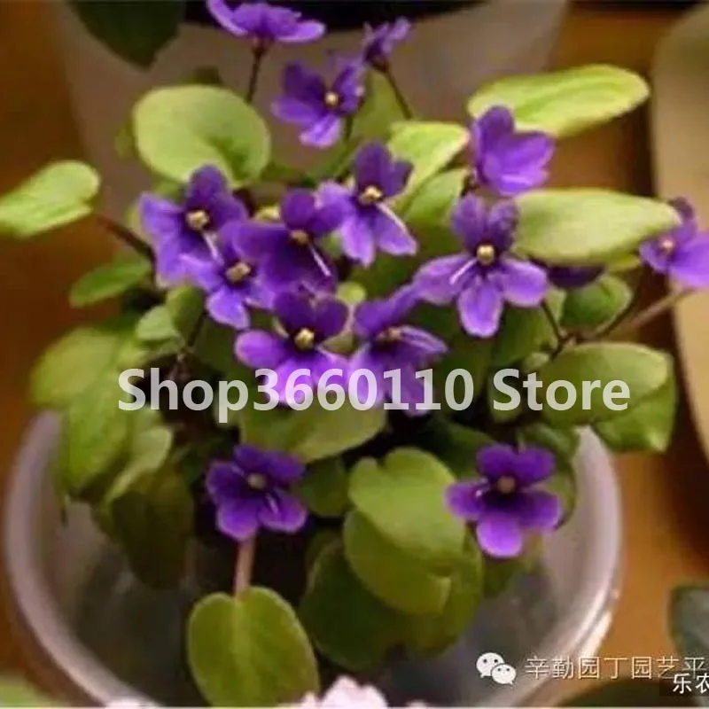 

Big Sale 100 Pcs Variety Of Colors Violet bonsai Garden Plants Violet Flowers Perennial Herb Matthiola Incana plant Flor Bonsai