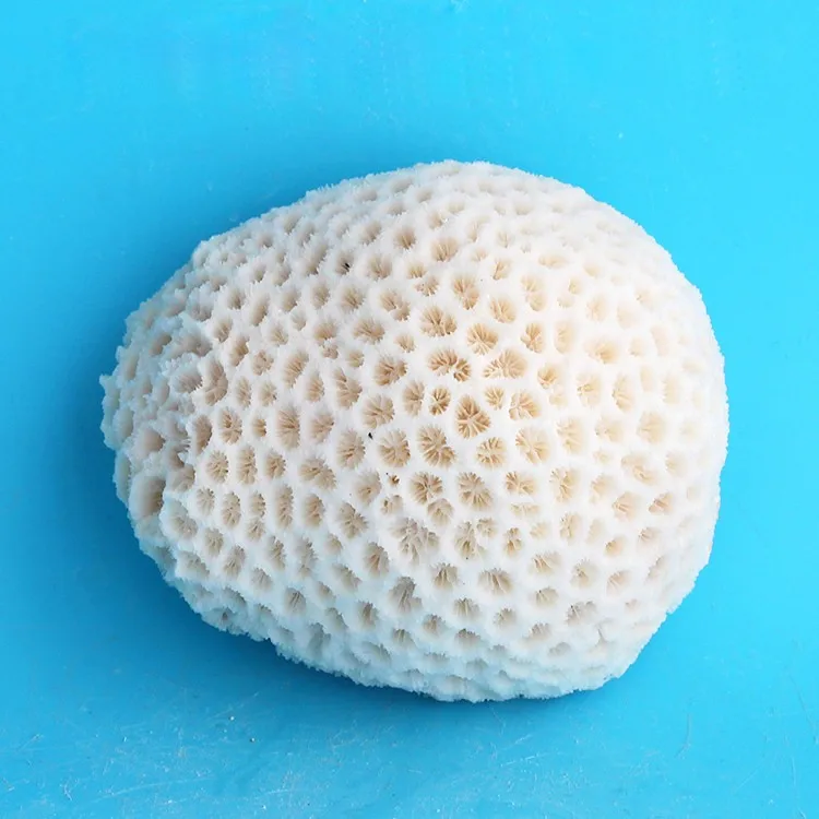 Natural White Round Decorative Coral Rare Beautiful Home Ornaments Fish Tank Aquarium Landscape Coral Wedding Decorations 10