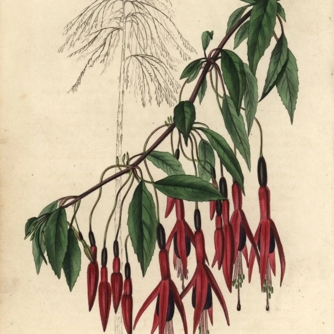 Crimson And Purple Flowered Fuchsia Gracilis Poster Print By <ALIMT >&reg;</ALIMT> Florilegius Mary Evans (18 X 24)