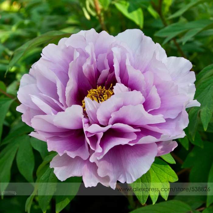 Pivoine Japanese Peony Flower Seeds, 1 Professional Pack, 5 Seeds