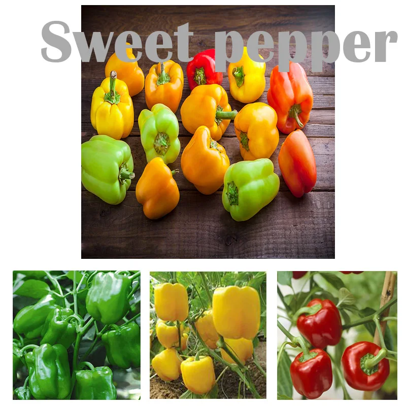 

ZLKING Rare 100 Pcs Sweet Pepper Potted Bonsai Red Green Yellow Mixed Hot Sale Sweet Vegetable Garden Plant