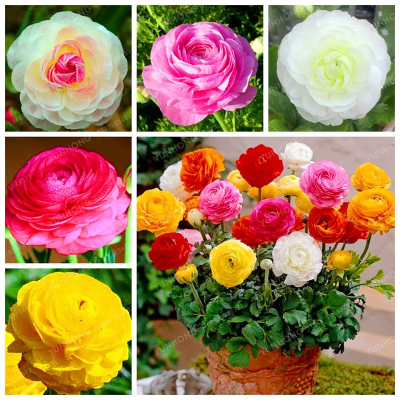 

Mixed Colors Ranunculus Bonsai Diy Potted Plants Bonsai Germination Rate Of 95% For Home Garden Indoor Bonsai Plants 100 Pcs