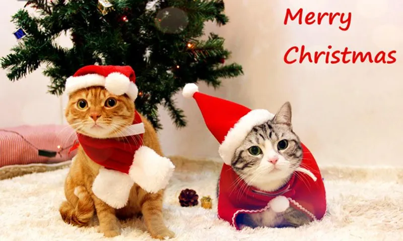 [MPK Cat Costume] Милая Рождественская шляпа и шейный платок для кошек и собак, получить его до Рождества
