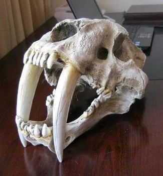 American saber-toothed tiger skull model dinosaur skull specimen simulation model Resin skeleton model with stand American saber-toothed tiger skull model dinosaur skull specimen simulation model Resin skeleton model with stand