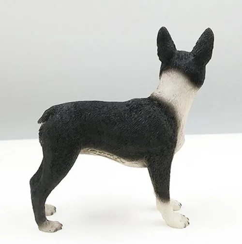 American BOSTON TERRIER dog figure 8
