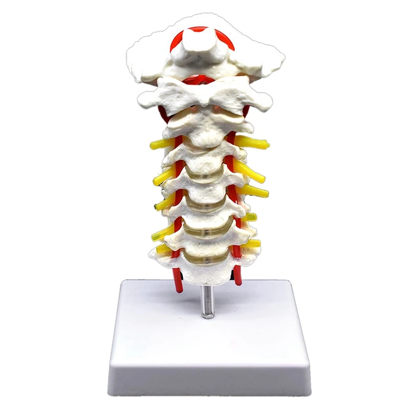 Cervical Vertebra Arteria Spine Spinal Nerves Anatomical Model Anatomy for Science Classroom Study Display Teaching Medical Mo