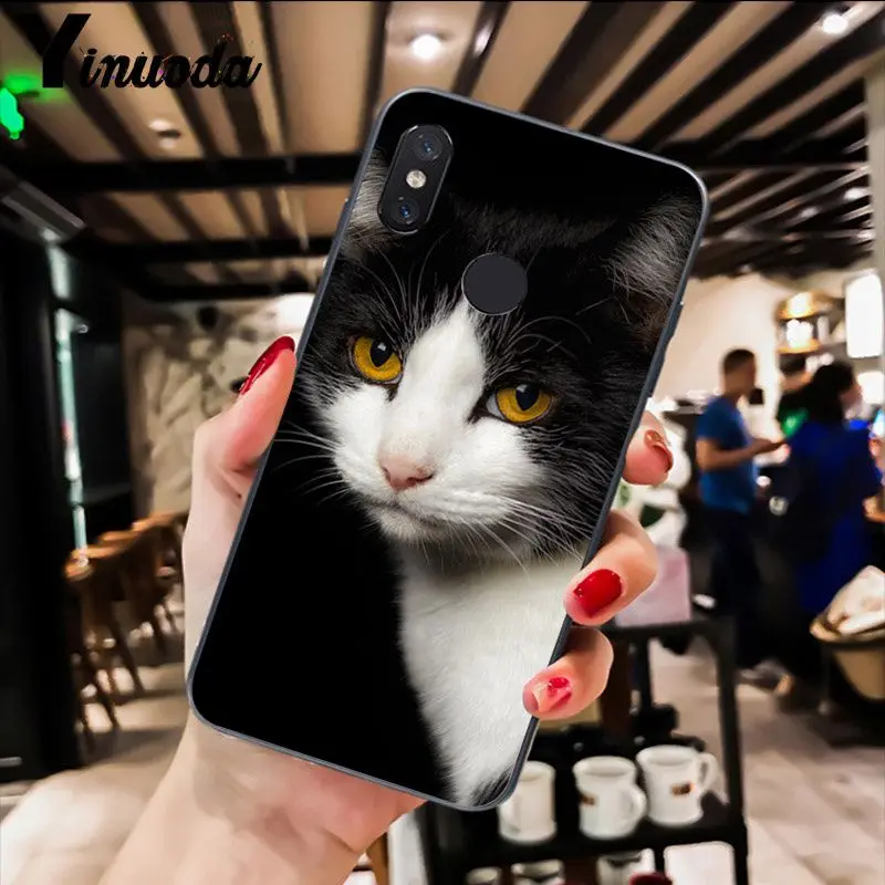 Cute Black Cat Staring Eyes