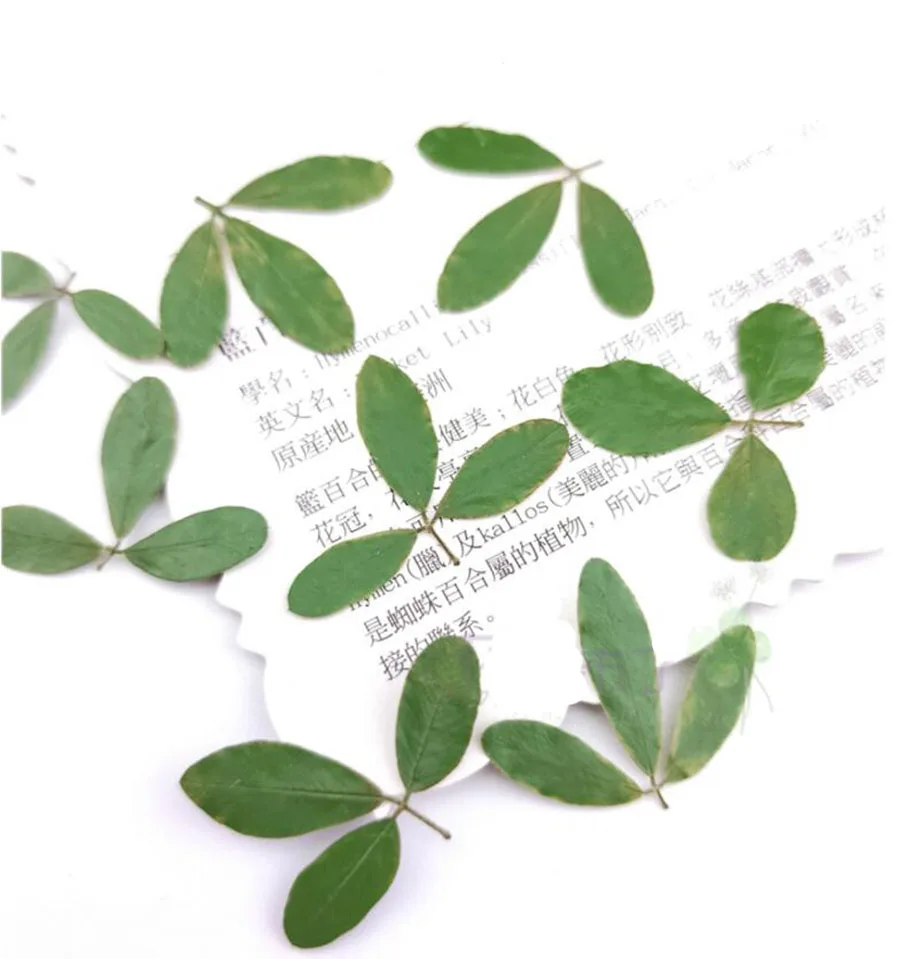 (HSWL)-1