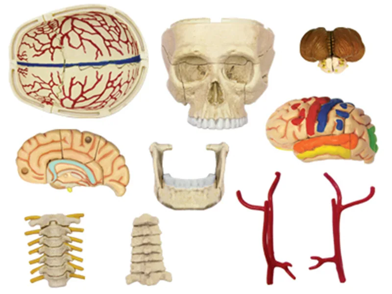 Черепных нервов Kkull человеческая голова скелета Брайан органов сборки медицинской манекена esqueleto науки анатомическая модель 4D мастер