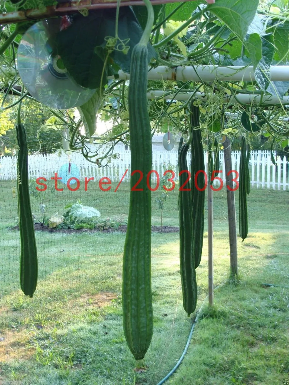 

bonsai 20 Luffa / loofah / Sponge Gourd vegetable for garden