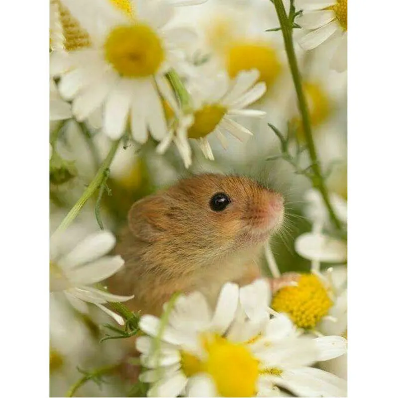 

DIY 5D Resin Diamond Painting Cross Stitch rhinestone Diamond embroidery Mosaic Mouse and flower Picture decorate Painting Craft