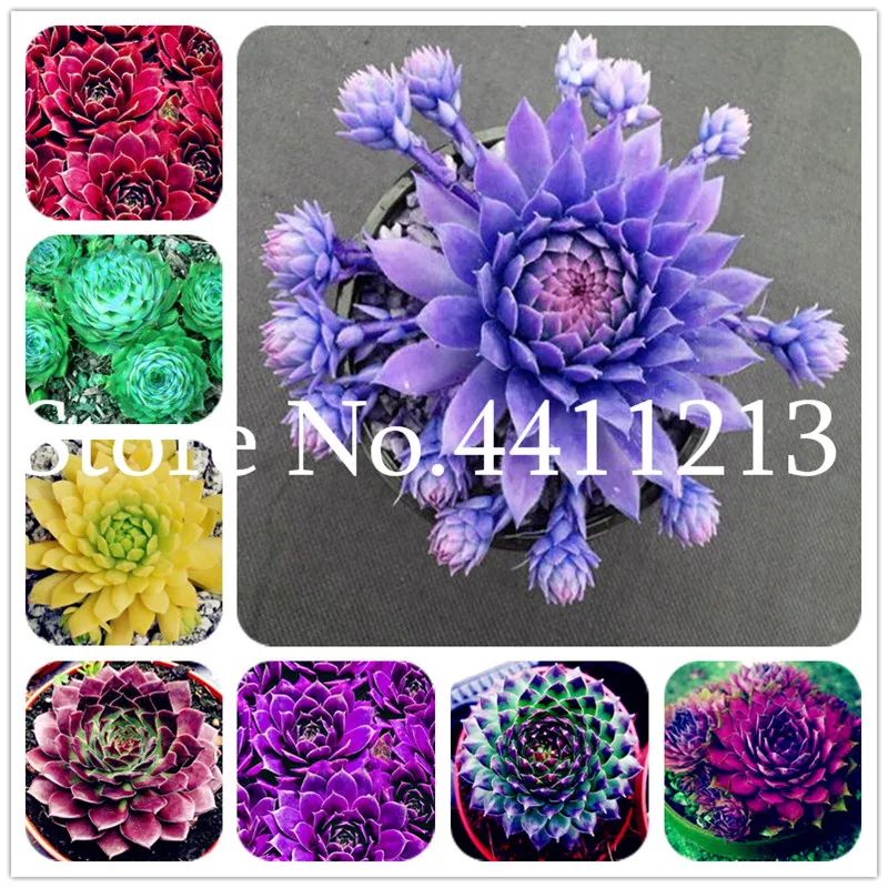 

300 Pcs Sempervivum Bonsai German Imports of Potted Flowers Succulents bonsai Radiation Fleshy Plant Purple Sempervivum Tectorum
