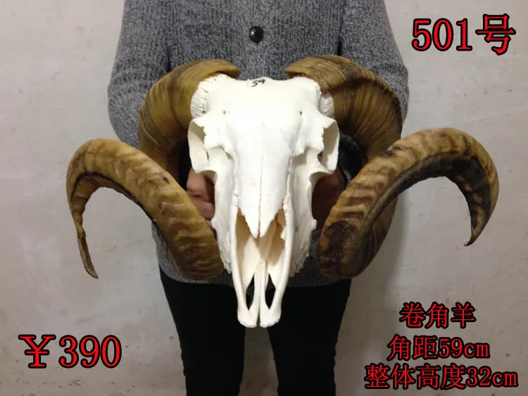 Голова искусство ремесла прямых производителей действительно тибетская овца череп ремесла украшения Тибета яка овца корова