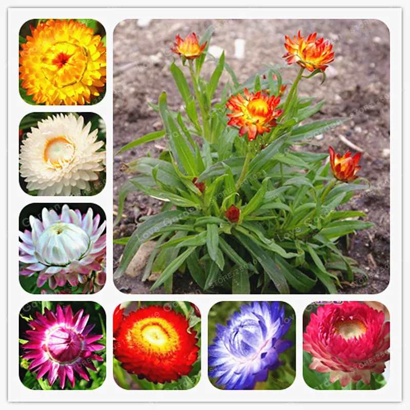 

Helichrysum Bracteatum Bonsai Mix Color Easy Growing Everlasting Daisy Bonsai Plant Home Garden 100 Pcs