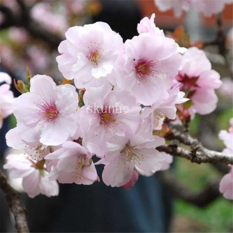 Bonsai Tree japanese sakura bonsai ,bonsai flower Cherry Blossoms for home & garden 3pcs Bonsai Tree japanese sakura bonsai ,bonsai flower Cherry Blossoms for home & garden 3pcs