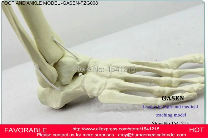 

LOWER LIMB BONE MODEL, ANKLE, FOOT, PATELLA, TIBIA AND FIBULA, FEMUR, PELVIS, MEDICAL MODEL,FOOT ANKLE MODEL -GASEN-FZG008