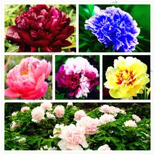 10 шт./пакет многолетнее растение в виде цветка пиона Флорес, редких множество различных цветовых пион растения бонсай для дома и сада