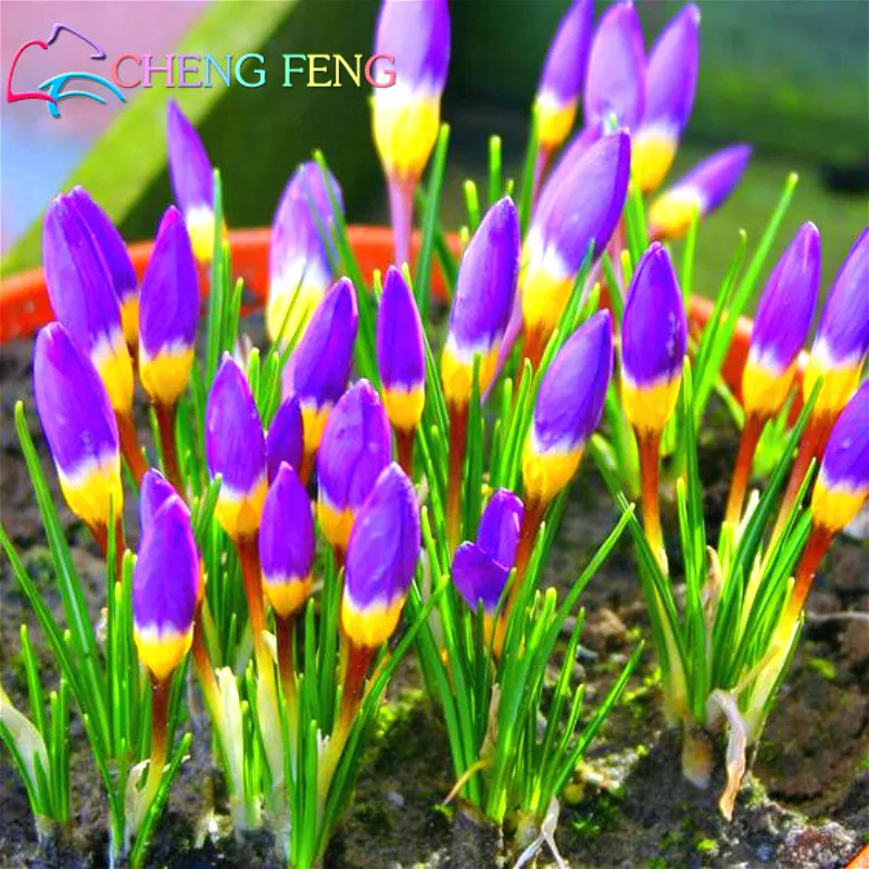 

100 Particles/Lot Netherlands Saffron Flower bonsai Rare Diy Plantas Bonsais Organic Garden Flowering Plants Garden Decoration