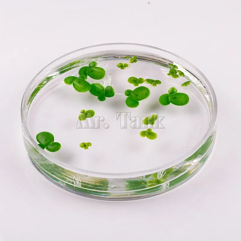 

Mr.Tank High Simulation Aquarium Floating Duckweeds Plants Fish Tank Decoration Artificial Plastic Duckweeds
