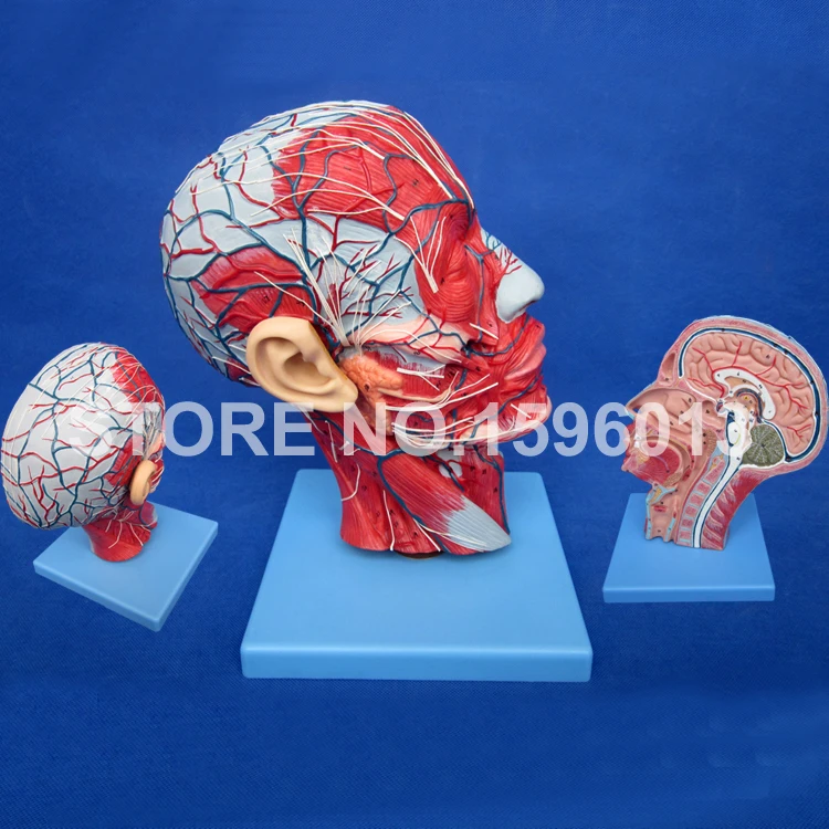 

HOT Head with Vessels and Neck Model, Anatomical Head Model with Brain,Nerves,Vascular Muscles and Vessels