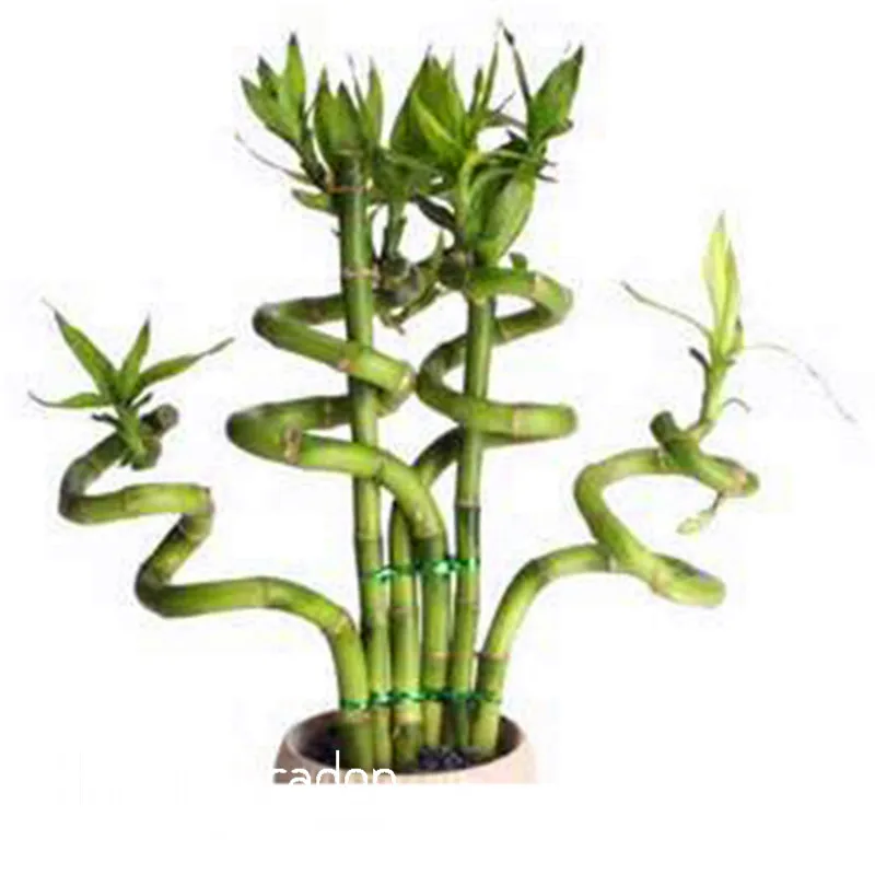 

Loss Promotion!Lucky Bamboo bonsai Small Potted Plants Purify Dracaena flores,Planting Simple for Home & Garden,100 Pcs/Pack,#16