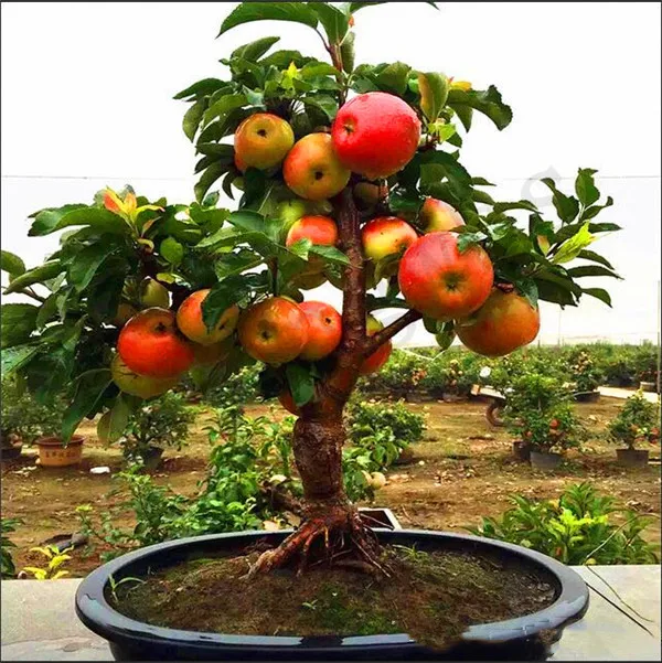 

30pcs Dwarf Apple Bonsai Miniature Apple Tree Sweet organic fruit vegetable Bonsai indoor or outdoor DIY Home Garden