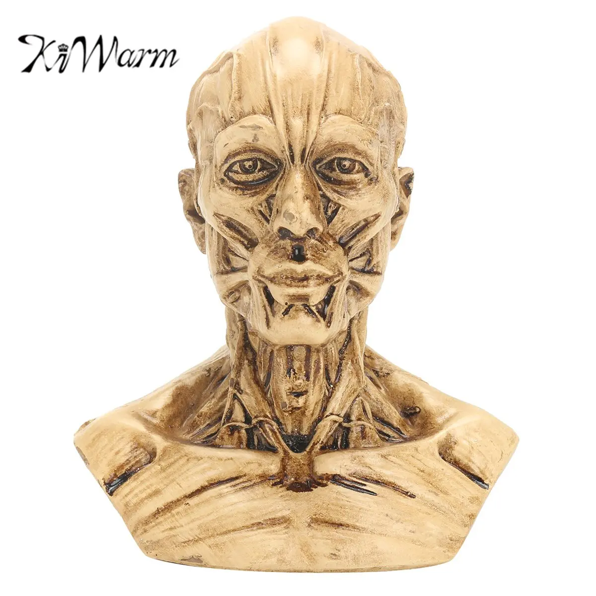 

KiWarm New 4" 10cm Human Anatomical Anatomy Skull Head Muscle Bone Medical Model Home Decor Ornament Craft