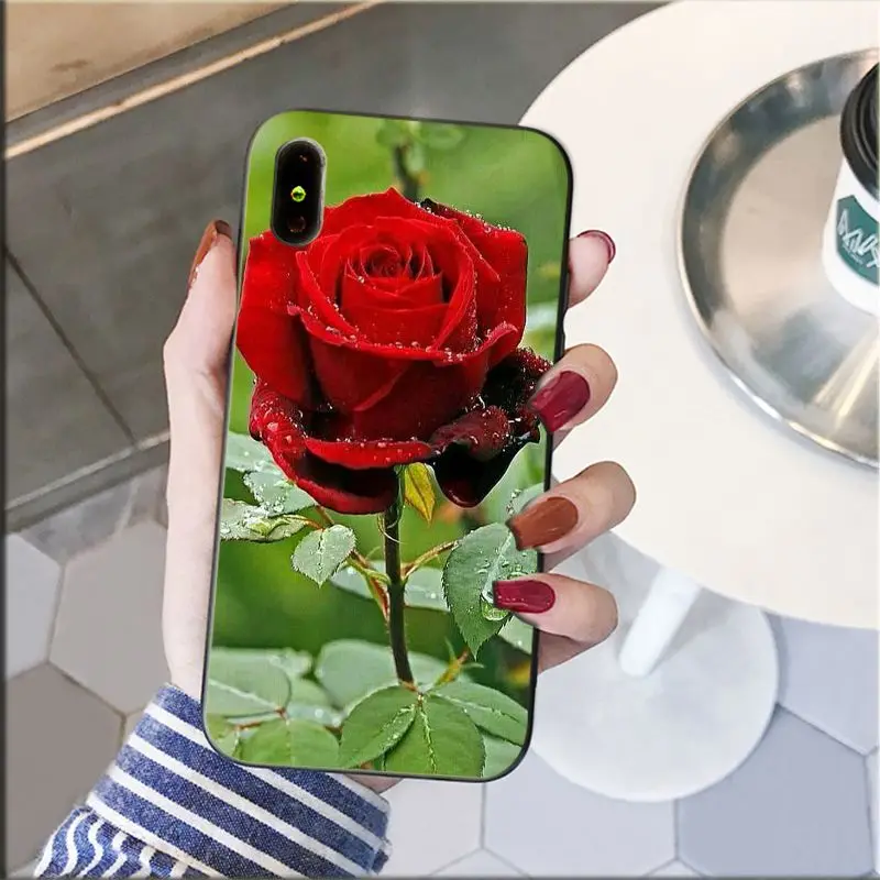 Red Pink Rose