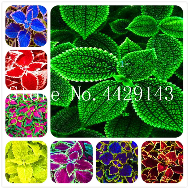 

Bonsai Coleus plant Beautiful Foliage Plants Perfect Color Rainbow Dragon Bonsai Easy To Grow DIY Home Garden-150 Pcs for sale