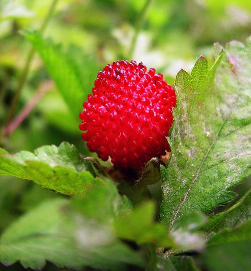 3 Packs Of Indian Mock Strawberry Seed / 1 Pack 50 Seeds Duchesnea