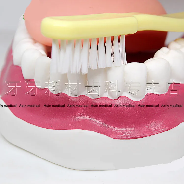 Зубная детская ранняя обучающая Чистящая модель шесть раз чистка зубов Уход за ребенком модель для обучения оральной полости модель зубов для дошкольников