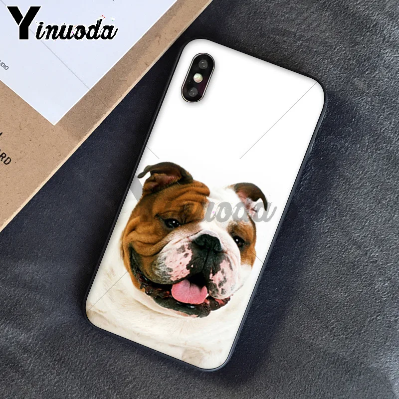 Cute dog english bulldog